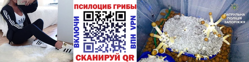 ОМГ ОМГ как войти Княгинино Галлюциногенные грибы GOLDEN TEACHER